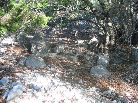 1996 Ford Bronco - A wooded area with rocks and fallen leaves on the ground.