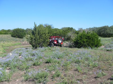 1996 Ford Bronco - A red Jeep Wrangler is parked in a field of wildflowers, surrounded by trees and bushes.
