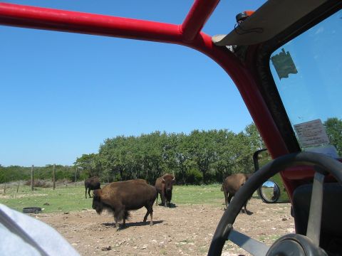 1996 Ford Bronco - View from inside a vehicle as bison roam in a field under a clear blue sky.