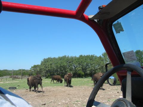 1996 Ford Bronco - View from inside a vehicle with a red roll cage shows several bison in a grassy field under a clear blue sky.
