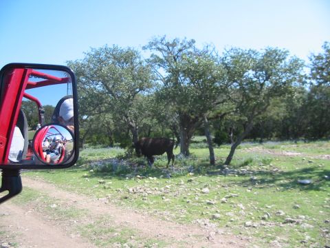 1996 Ford Bronco - A bison stands in a field, viewed from a vehicle with people reflected in the side mirror.