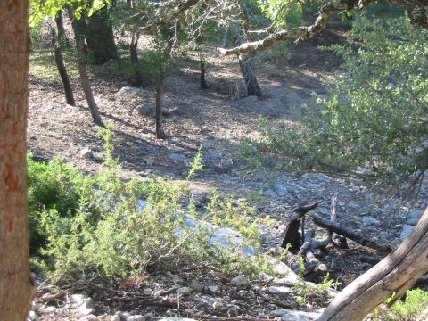 1996 Ford Bronco - A dry, wooded hillside with scattered rocks and vegetation under dappled sunlight.