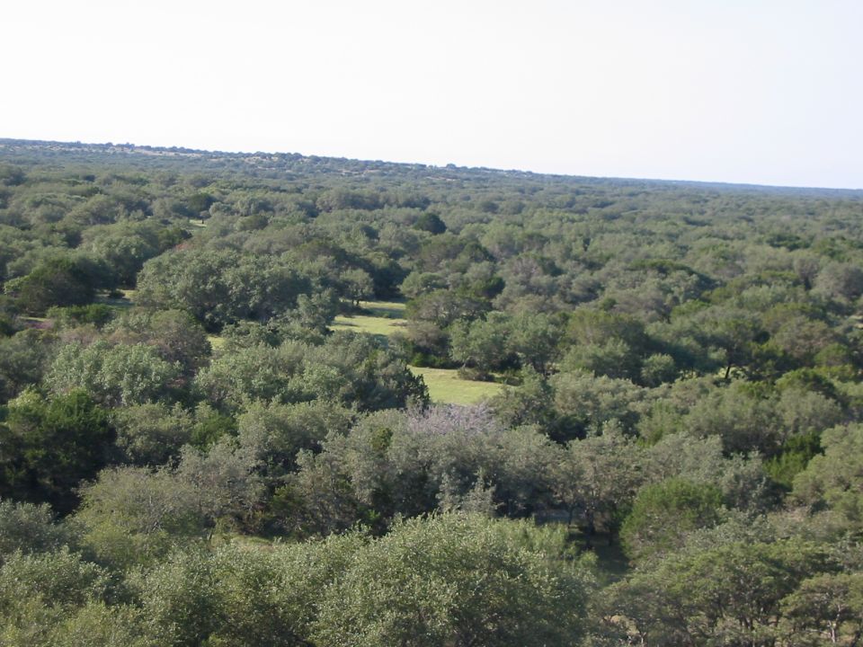 Expansive view of a dense forest with scattered clearings under a bright sky
