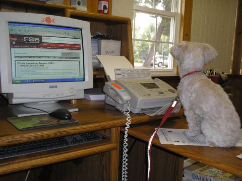 1966 Ford Bronco - A fluffy white dog sits patiently at a desk, observing the world outside the window.