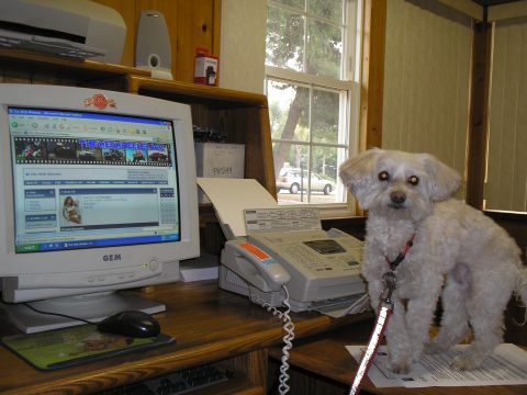1966 Ford Bronco - A fluffy white dog sits on a desk in an office setting, with a computer and fax machine nearby.