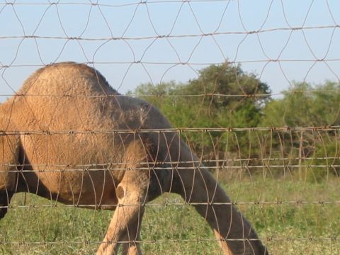 1996 Ford Bronco - A camel grazes in a field behind a wire fence.
