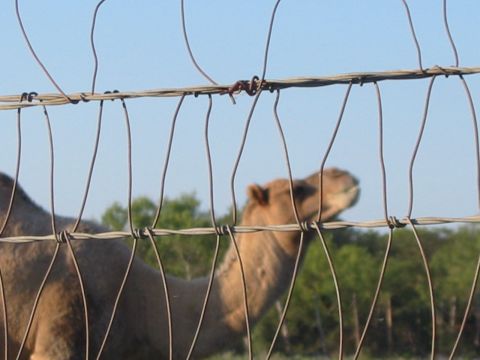1996 Ford Bronco - A camel is seen behind a wire fence on a clear day.