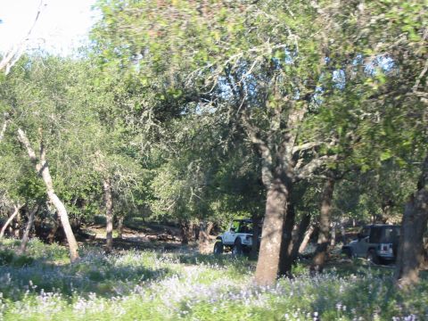 1996 Ford Bronco - Two SUVs are parked in a wooded area with trees and wildflowers in the foreground.