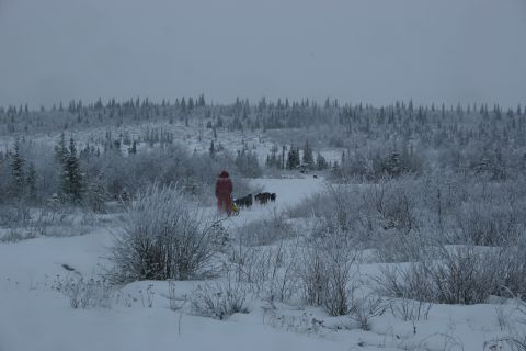 2003 Jeep TJ - Winter scene with a person and sled dogs traversing a snowy, wooded area.