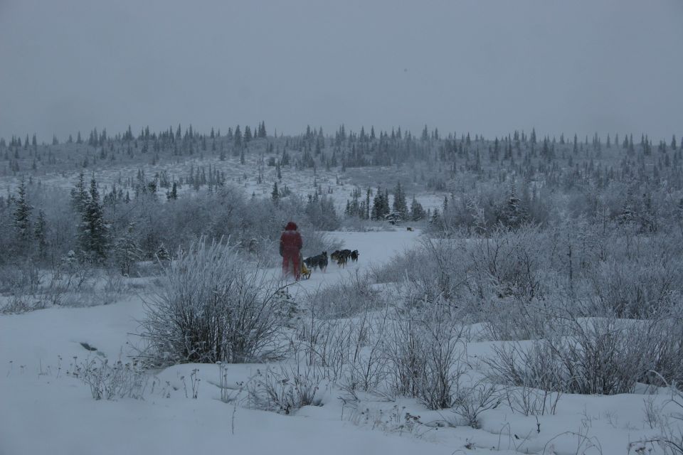Person in red coat pulling a sled with dogs through a snow-covered forest