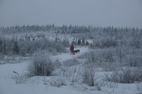 2003 Jeep TJ - A person and their dog team traverse a snow-covered landscape with frosted trees.