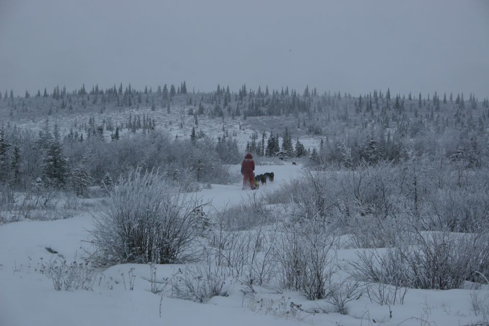 Person in red jacket leading a team of dogs pulling a sled through a snowy forest