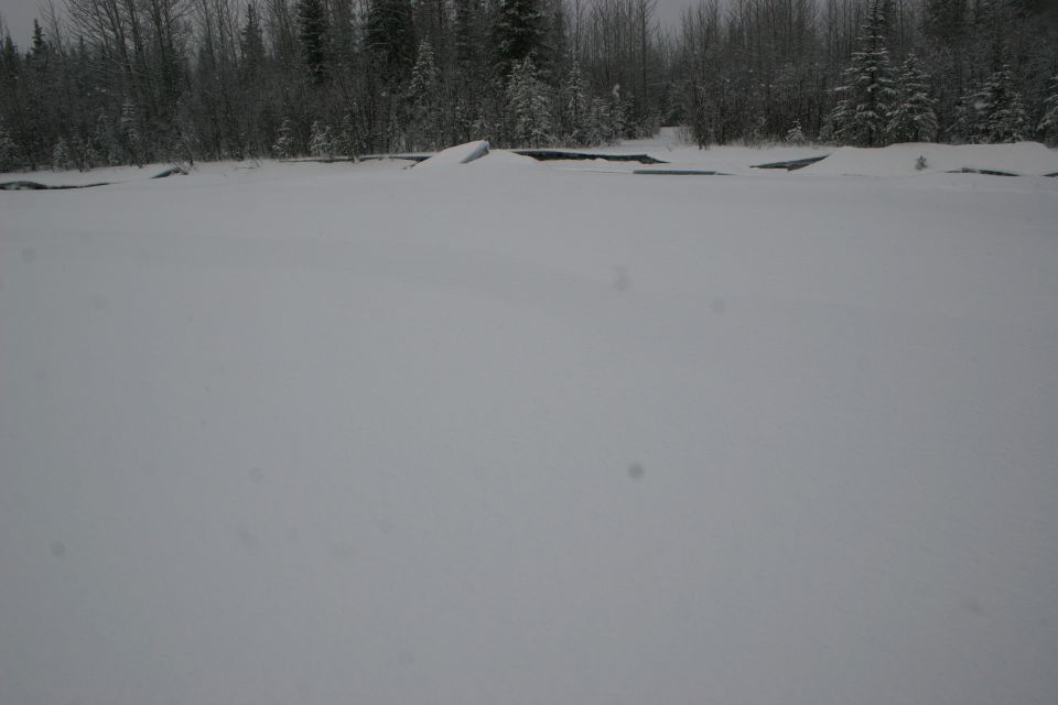 snowy ground with trees in background