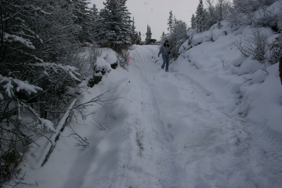 Person walking up a snowy, tire-tracked path between snow-covered trees