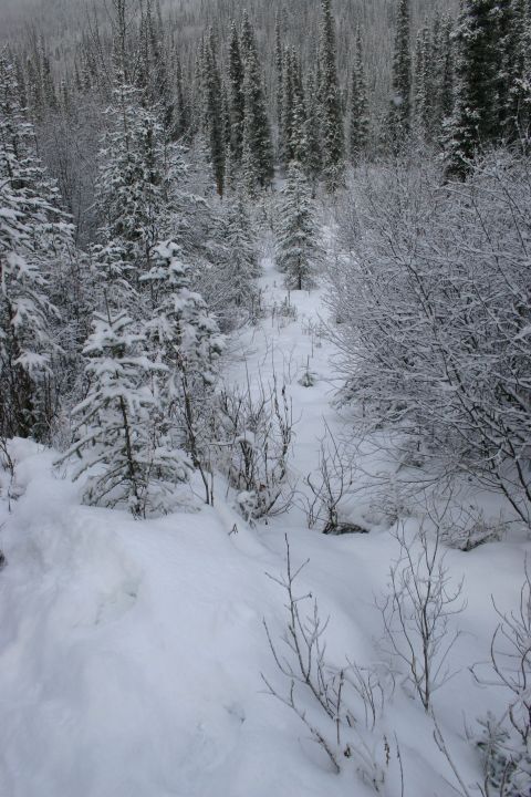 2003 Jeep TJ - Winter scene in a snowy forest with dense trees and bushes.