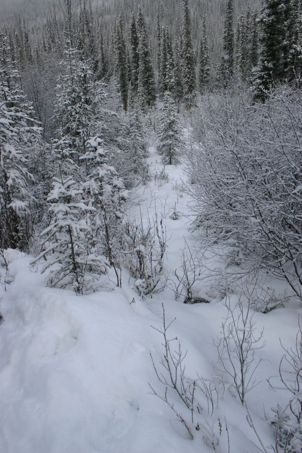 Snow-covered trees and bushes line a path through a forest in winter
