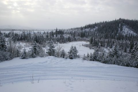 2003 Jeep TJ - Tracks mark a path through a snow-covered landscape with dense pine forests on the hillsides under an overcast sky.