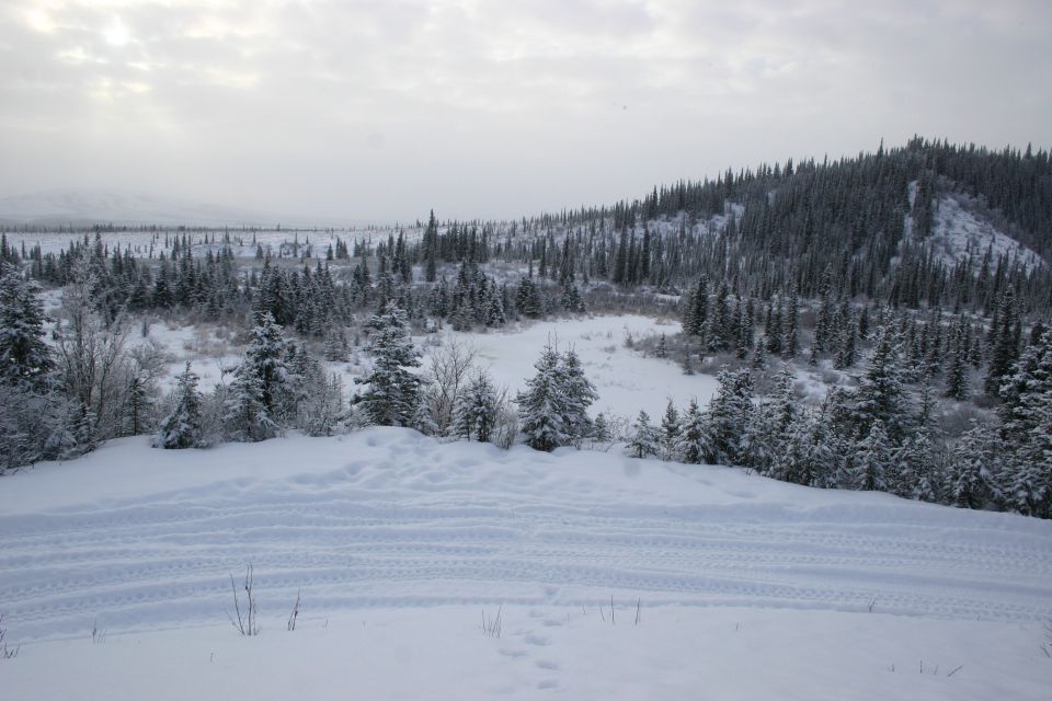 snowy landscape with tracks in the foreground and pine trees covering hills in the background