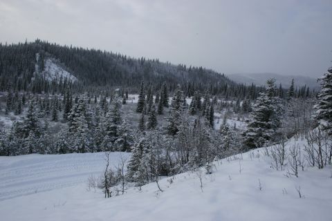 2003 Jeep TJ - A winter scene shows tire tracks in the snow on a hillside covered with evergreen trees.
