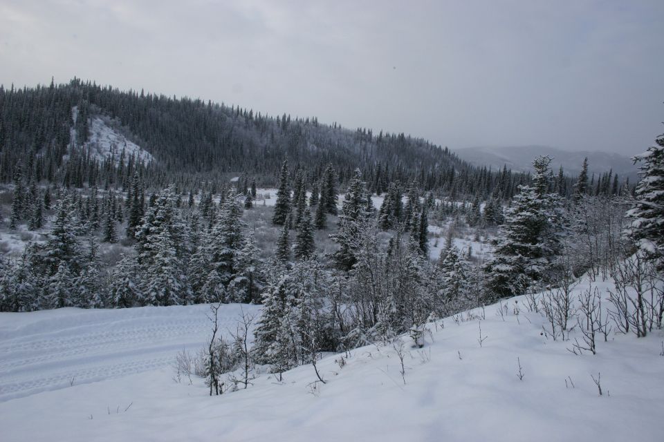 Snowy landscape with tire tracks on the left, evergreen trees covering a hillside under a cloudy sky