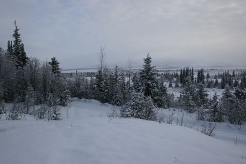 2003 Jeep TJ - Winter scene with snow-covered pine trees and a vast, open landscape.