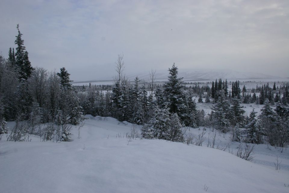 Snowy landscape with pine trees and a distant mountain range under a cloudy sky