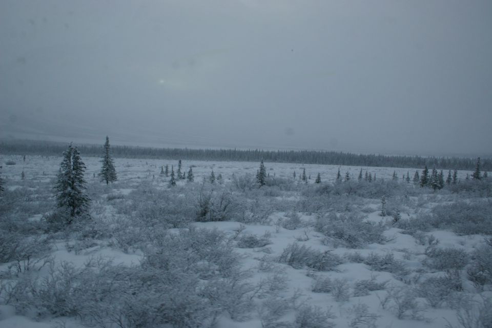 snowy tundra with scattered evergreen trees and low brush under an overcast sky