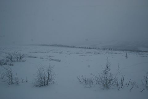 2003 Jeep TJ - A desolate, snow-covered landscape with sparse, bare trees under a hazy, overcast sky.