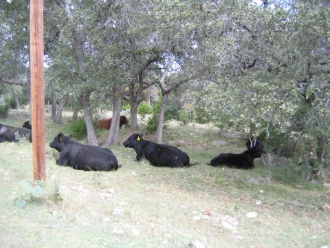 1996 Ford Bronco - Several cows are lying down in a field with trees providing shade.