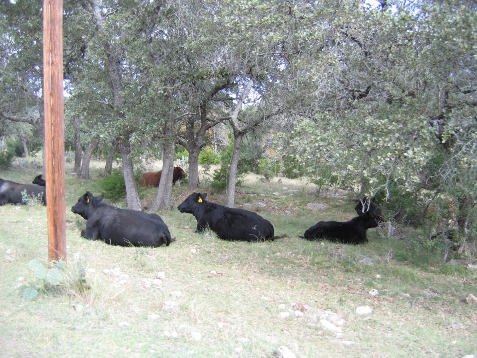 Cows resting in a grassy, wooded area