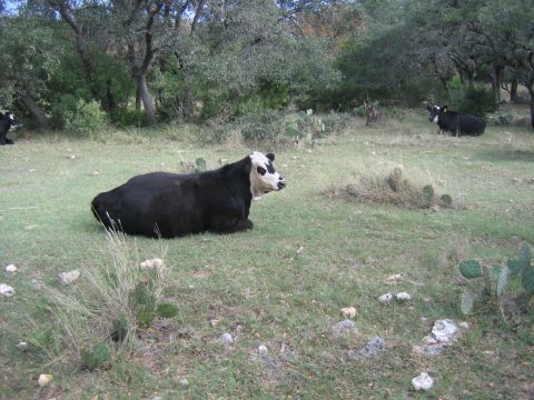 1996 Ford Bronco - Cows rest in a pasture dotted with prickly pear cactus and scattered rocks.