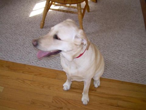 1966 Land Rover Discovery - A yellow lab dog sits indoors, looking to the left with its tongue hanging out.