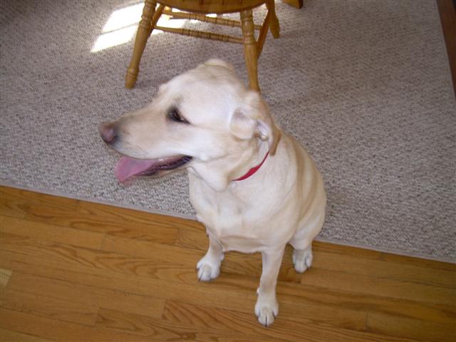 Yellow lab dog with tongue out, sitting on carpet and hardwood floor