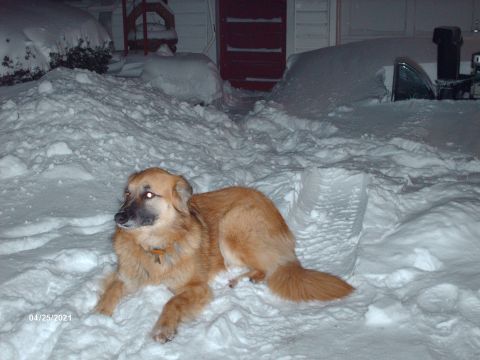 1995 Ford Probe - A dog rests in a snowy yard, with a car and house obscured by a heavy snowfall.