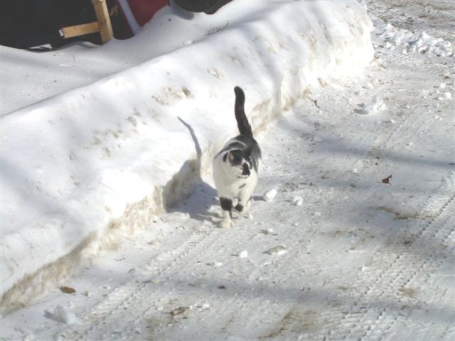 Black and white cat walking on a snowy path