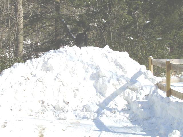 Large snow pile with a wooden fence on the right and trees in the background