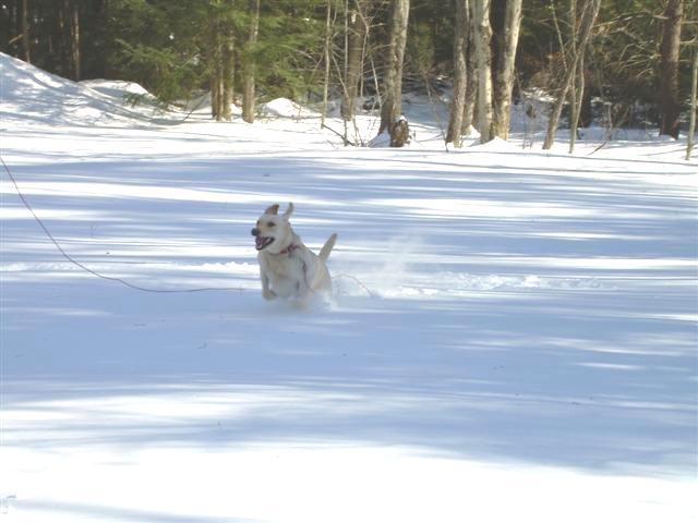 dog running in a snowy field with trees in the background