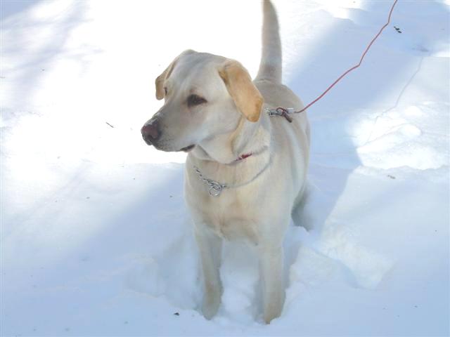 Yellow lab dog standing in snow with a red leash