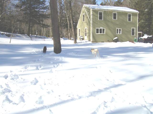 Two dogs run through deep snow in a yard with a green house in the background