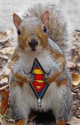 1995 Ford Probe - Squirrel dressed as Superman, with 'SUPERMOTORS' watermark at the bottom.