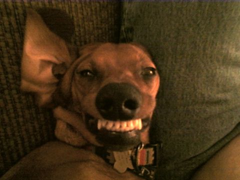 1986 Ford Bronco - Louie, the psycho Doxie... 1 yr old...
