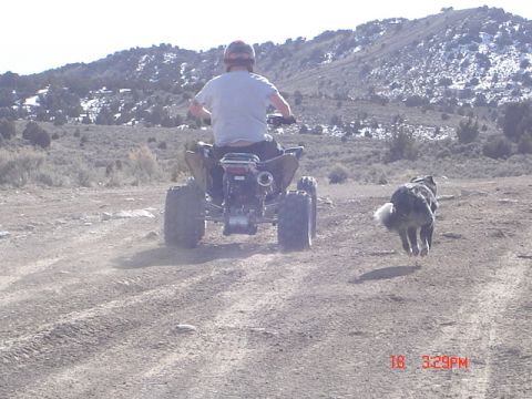 1981 Ford Bronco - My dog can literally fly!