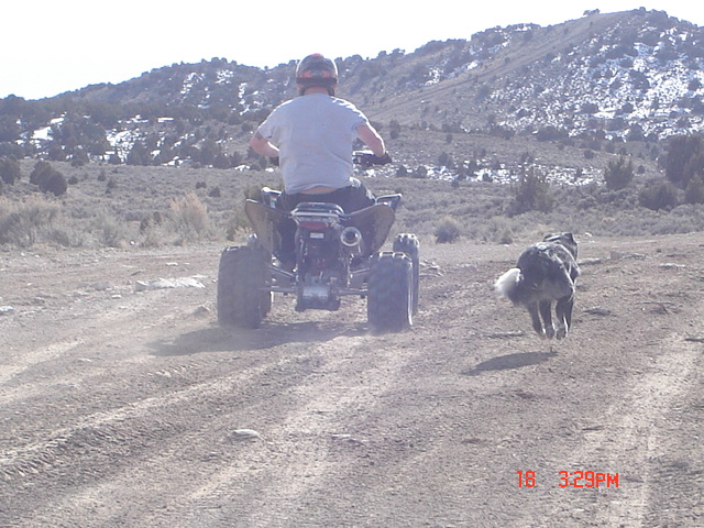 My dog can literally fly!