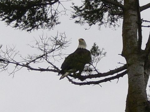 1989 Ford Bronco - A bald eagle is perched on a branch of a tree, with the sky visible in the background.