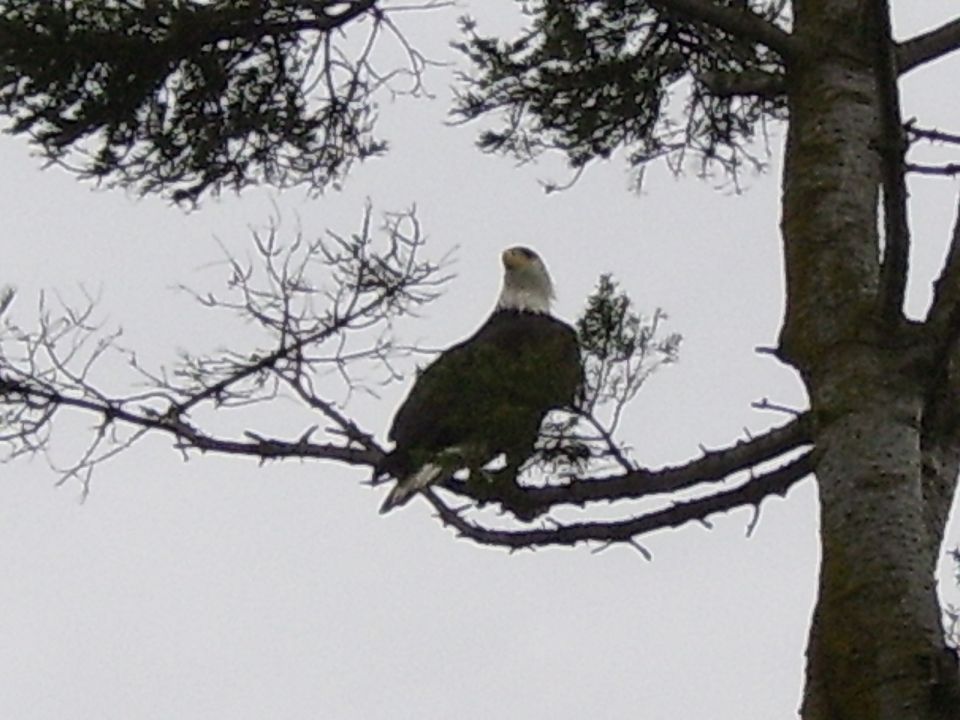 Bald eagle on a tree branch against a cloudy sky