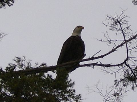 1989 Ford Bronco - A bald eagle is perched on a tree branch, looking to the right. The background is a cloudy sky.