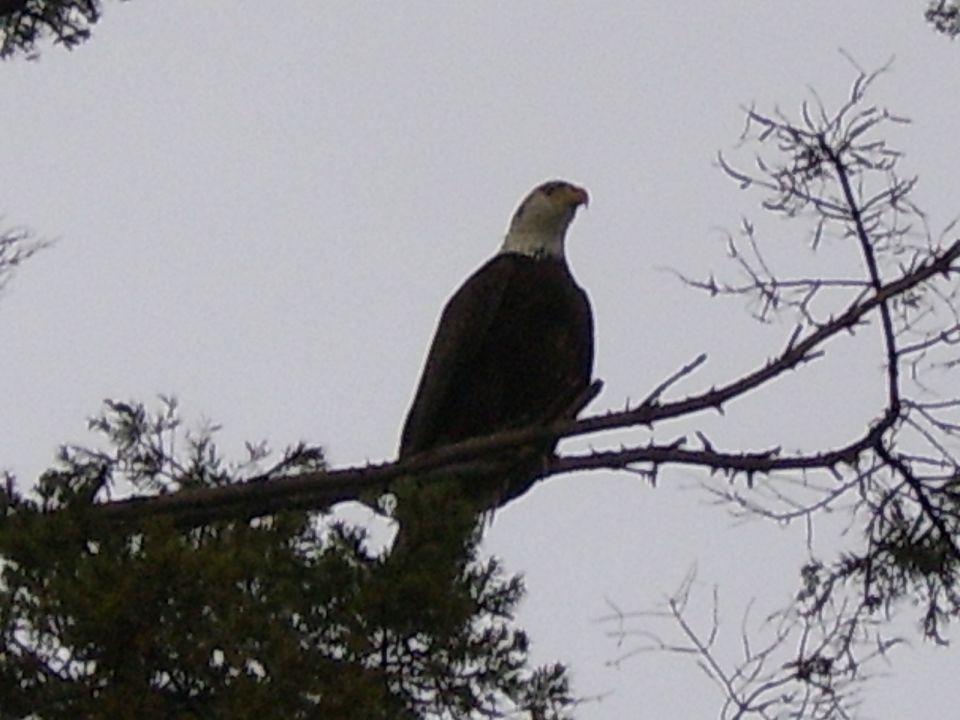 Bald eagle perched on a tree branch against a cloudy sky