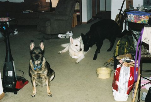 1978 Ford Bronco - Three dogs are gathered in a carpeted room, with furniture and household items visible.