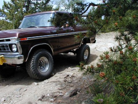 1979 Ford Bronco - A brown Ford Bronco is parked on a dirt path, partially obscured by pine branches.