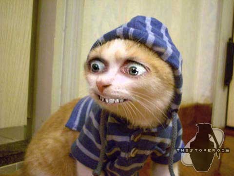 1990 Ford Bronco - This unusual feline appears to be sporting a hoodie and a rather unsettling grin, human-like grin.